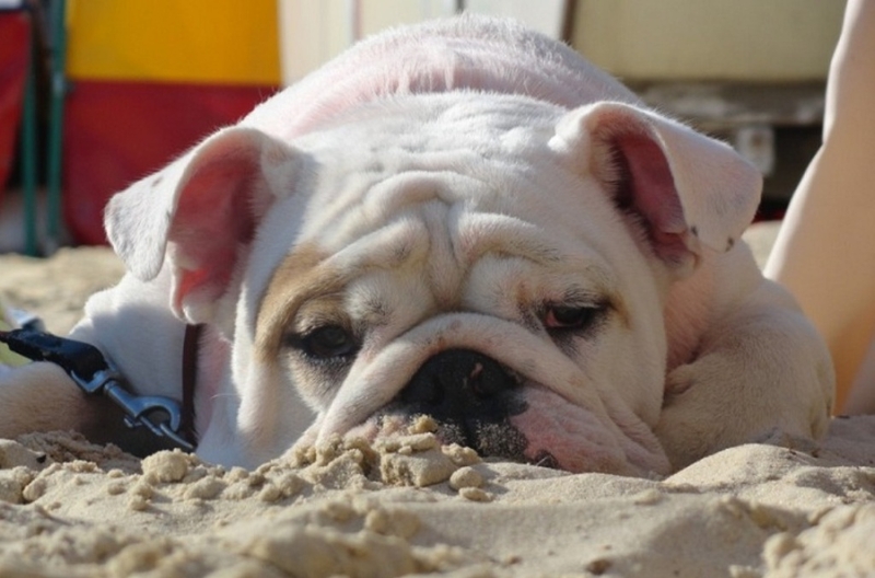 2019 10 11 Brexit Van Sad British Bulldog Stranded On Dover Beach