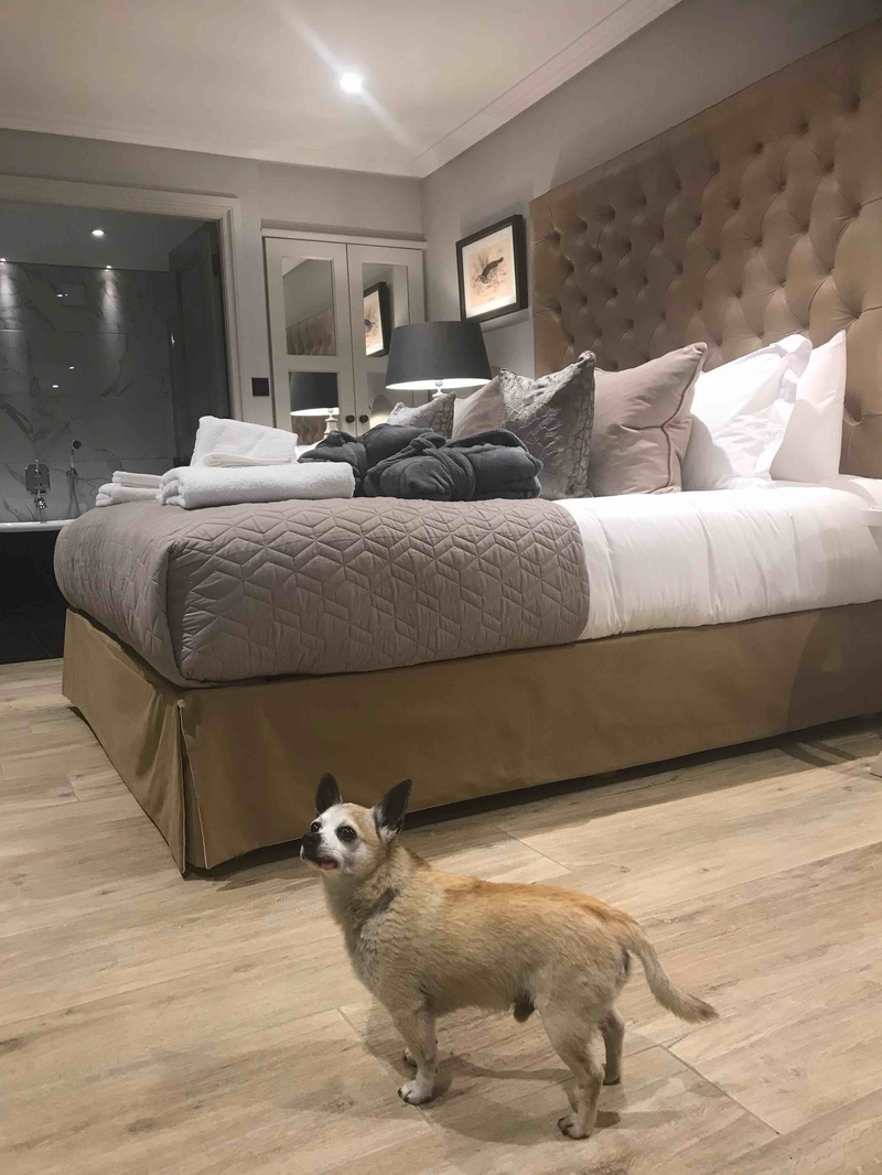 2019 08 20 Freemasons Wiswell Dog Friendly Partridge Room