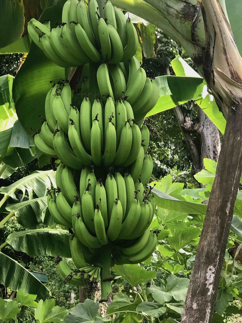 200104 St Lucia Green Bananas